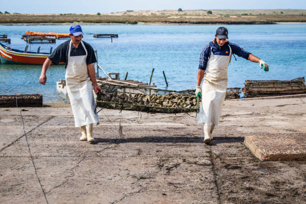 Two workers with a basket full of fresh oysters at the Oualidia. It is a coastal village in Morocco situated between El Jadida and Safi. Oualidia, Morocco - April 13 2016.